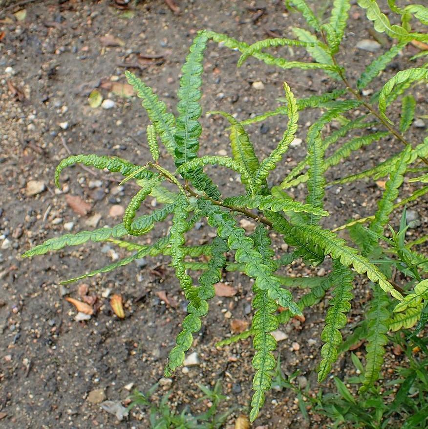 Sweet Fern