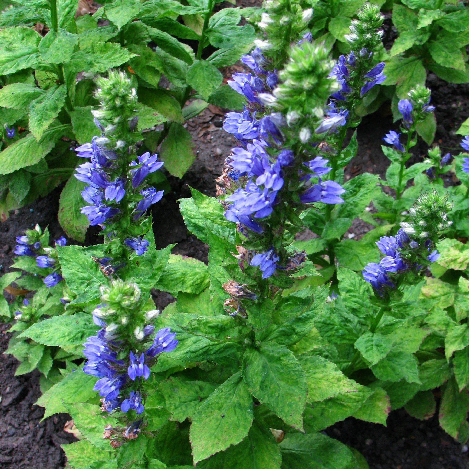Blue Cardinal Flower