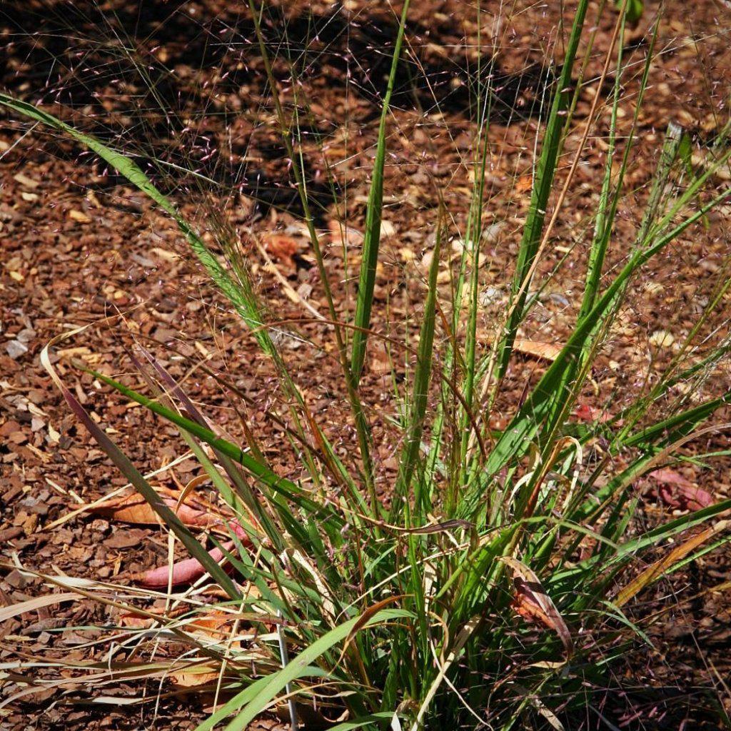 Purple Lovegrass