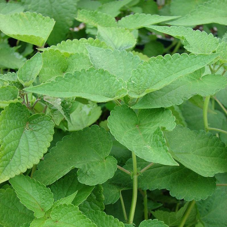 Anise Purple Hyssop