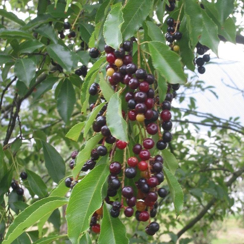 Black Cherry