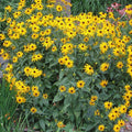 Black-Eyed Susan