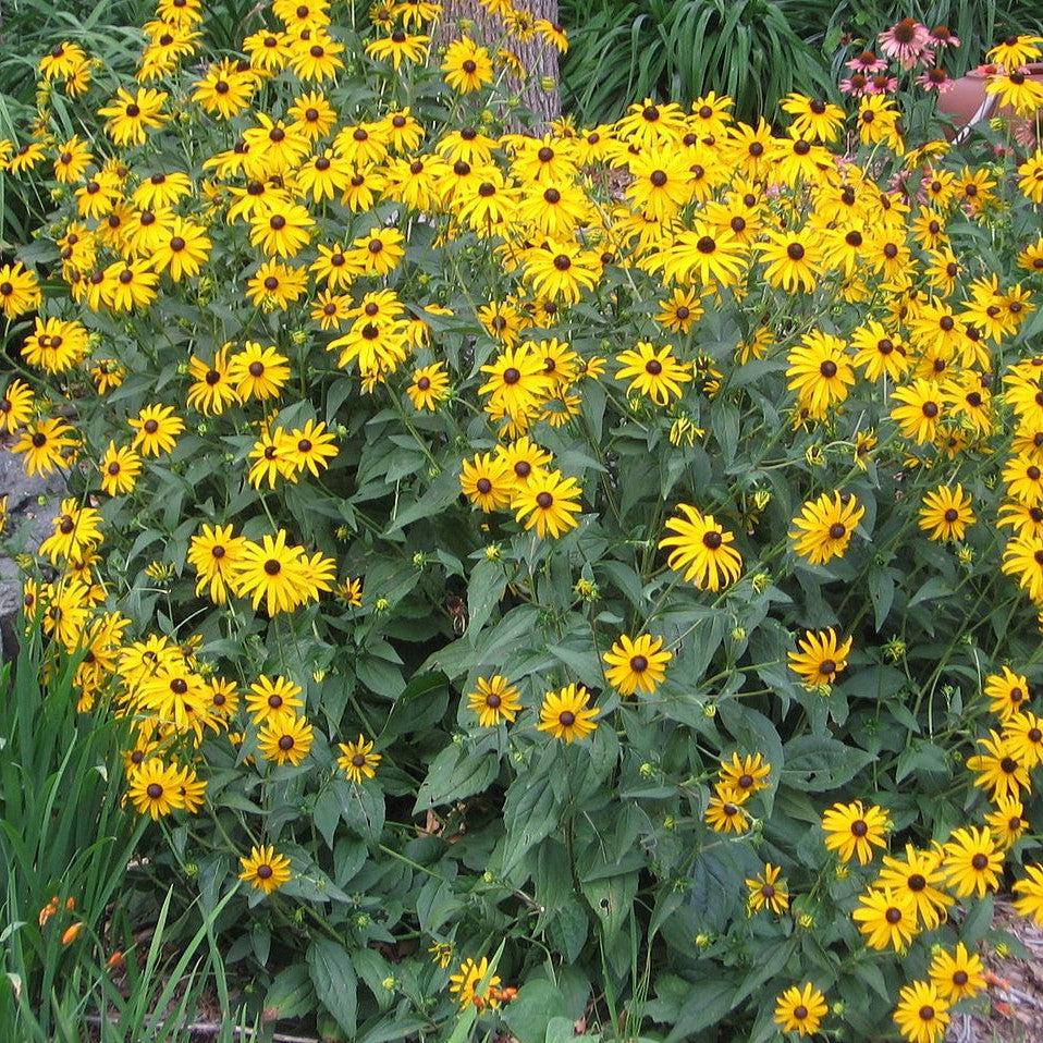 Black-Eyed Susan