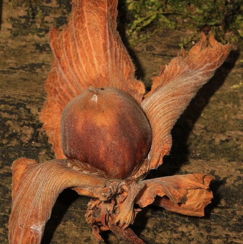 Hazelnut, American Filbert