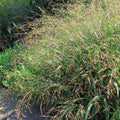 Cape Breeze Switch Grass, Panic Grass