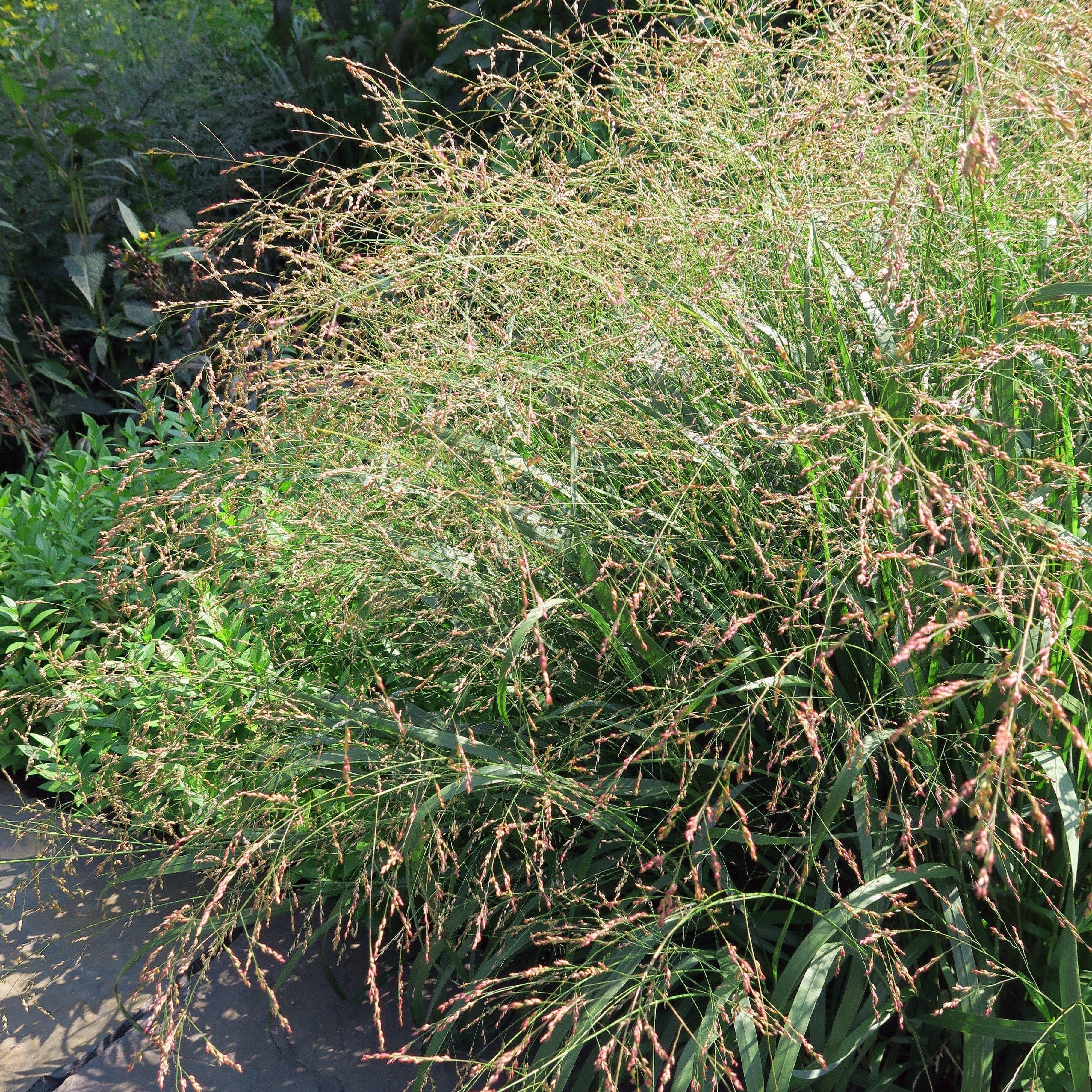 Cape Breeze Switch Grass, Panic Grass