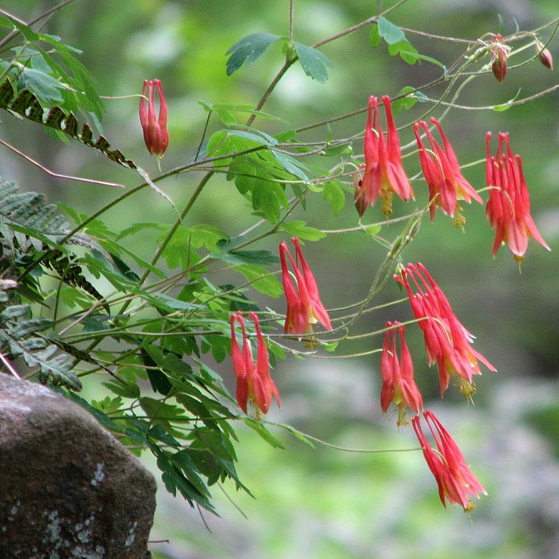 Wild Columbine