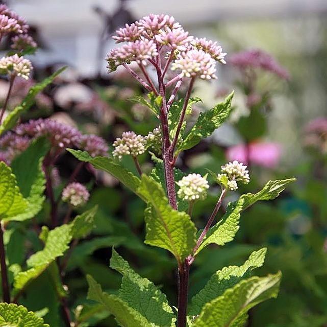 Little Joe Coastal Pye Weed