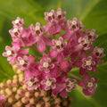 Swamp Milkweed, Rose Milkweed