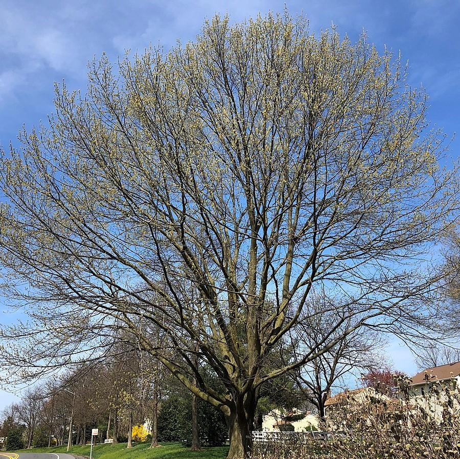 Northern Red Oak