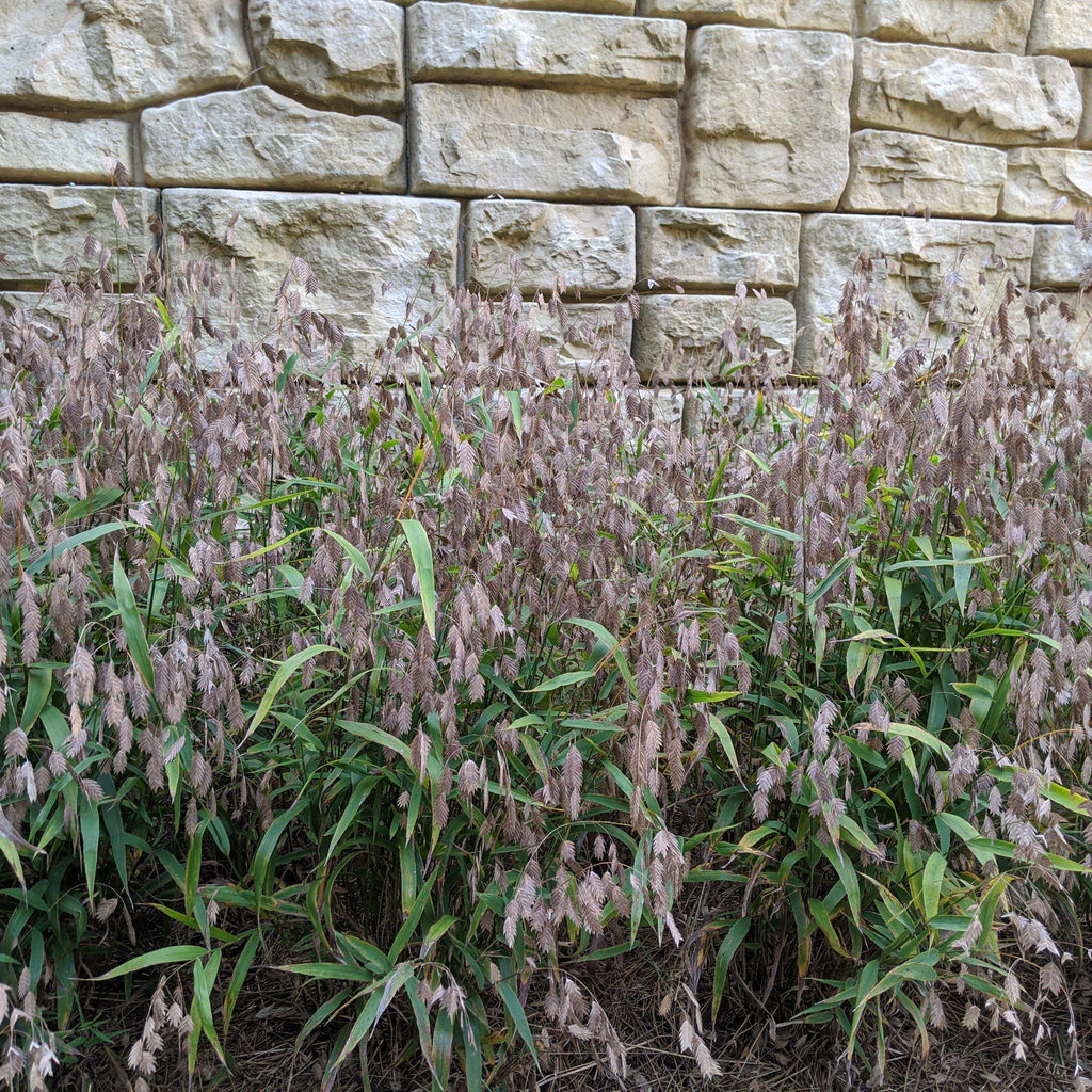 River Oats, Inland Sea Oats