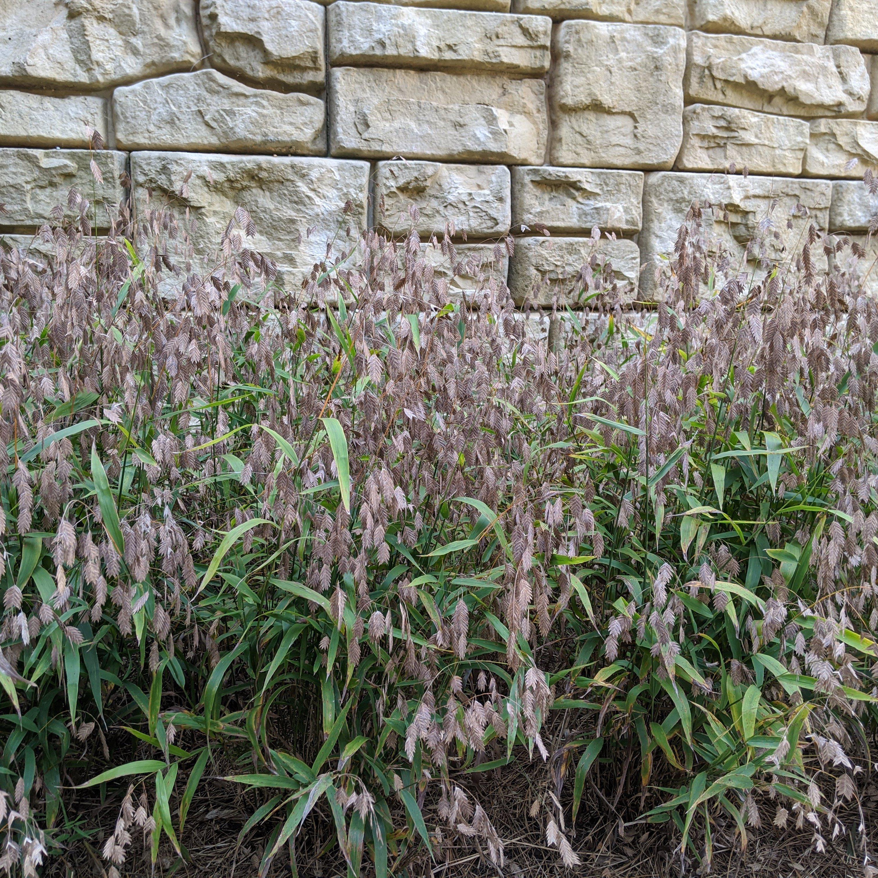 River Oats, Inland Sea Oats