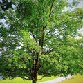 Sugar Maple