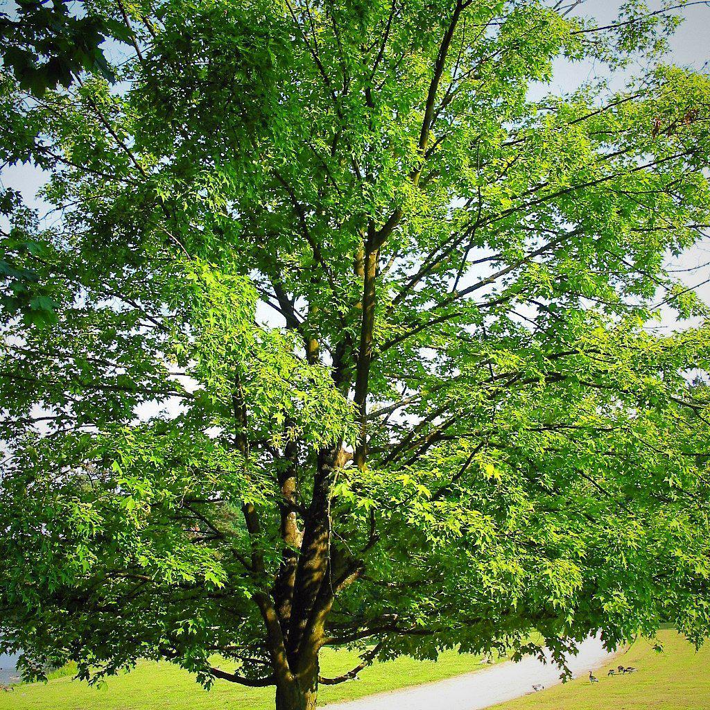 Sugar Maple