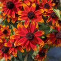 Prairie Glow Coneflower