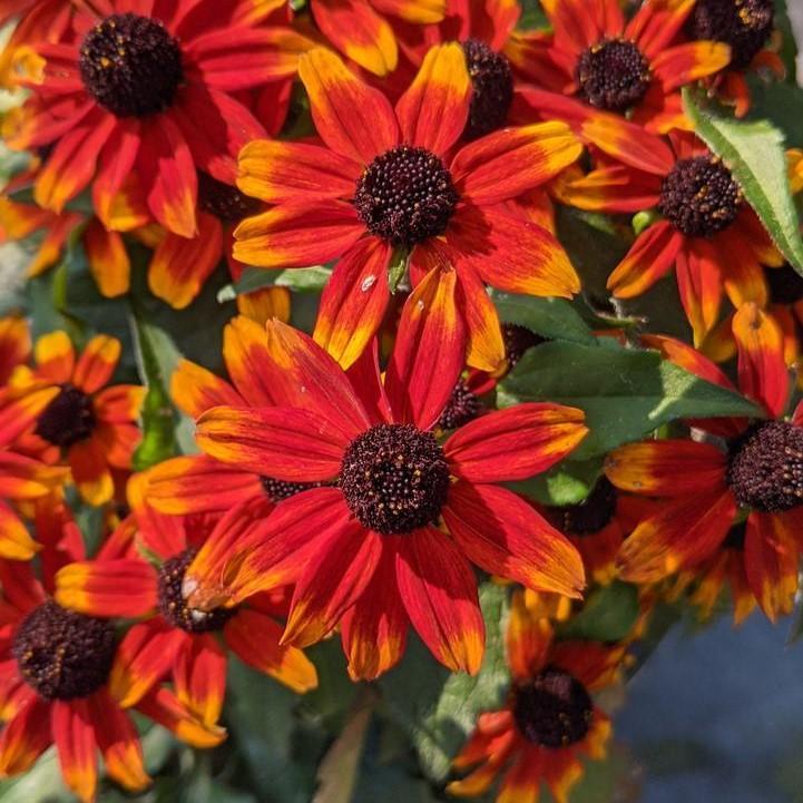 Prairie Glow Coneflower