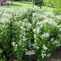 Mountain Mint