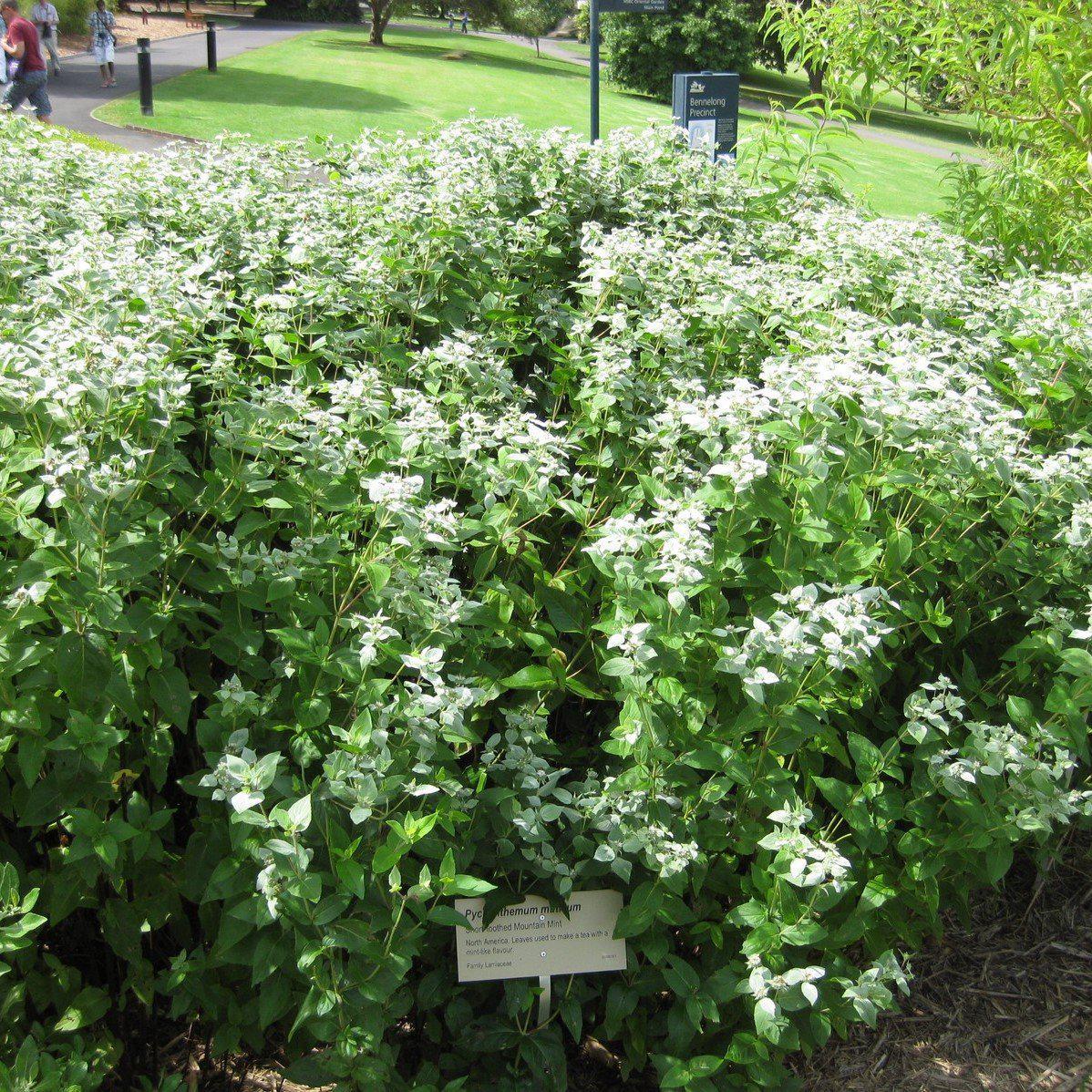 Mountain Mint