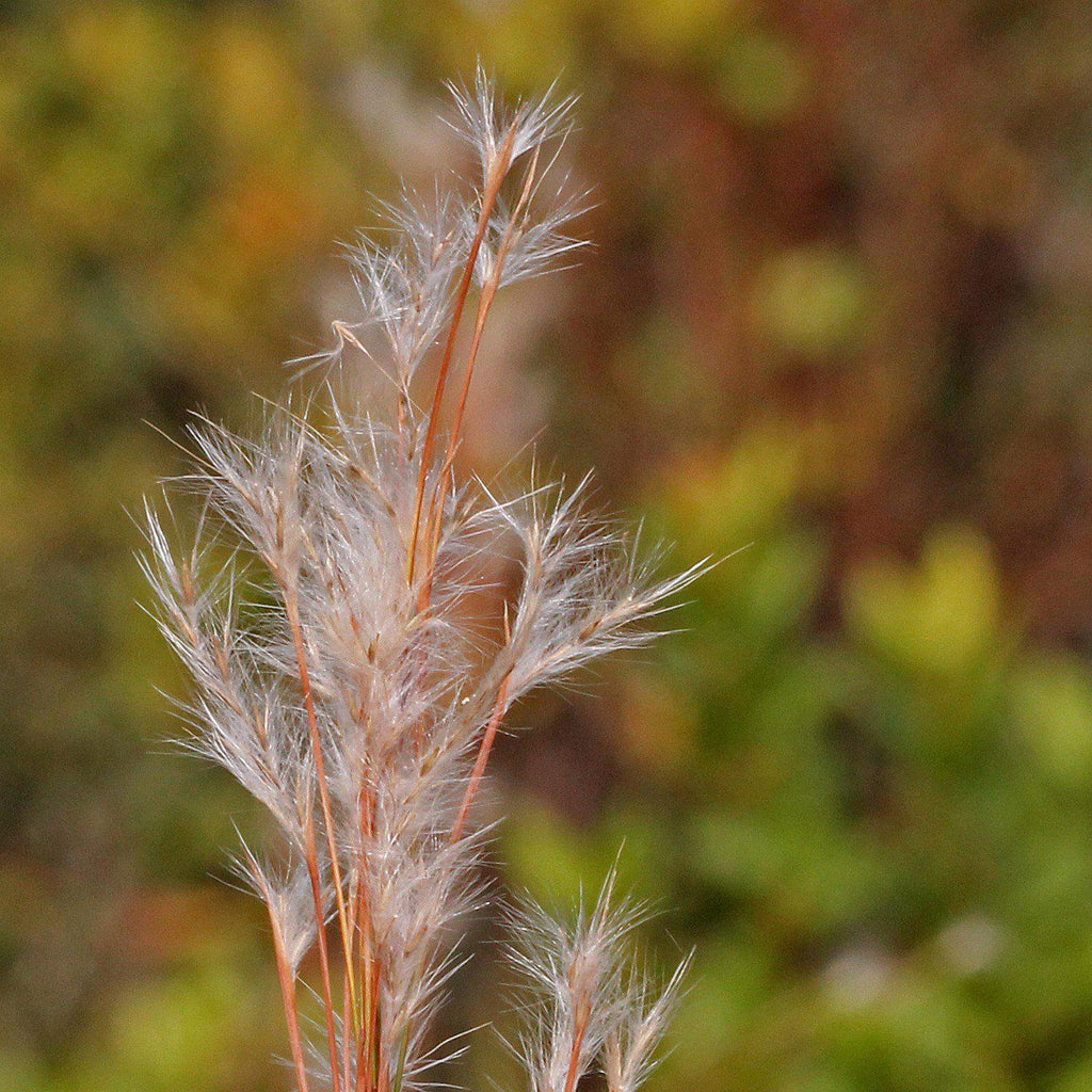 Broomsedge, Yellow Bluestem