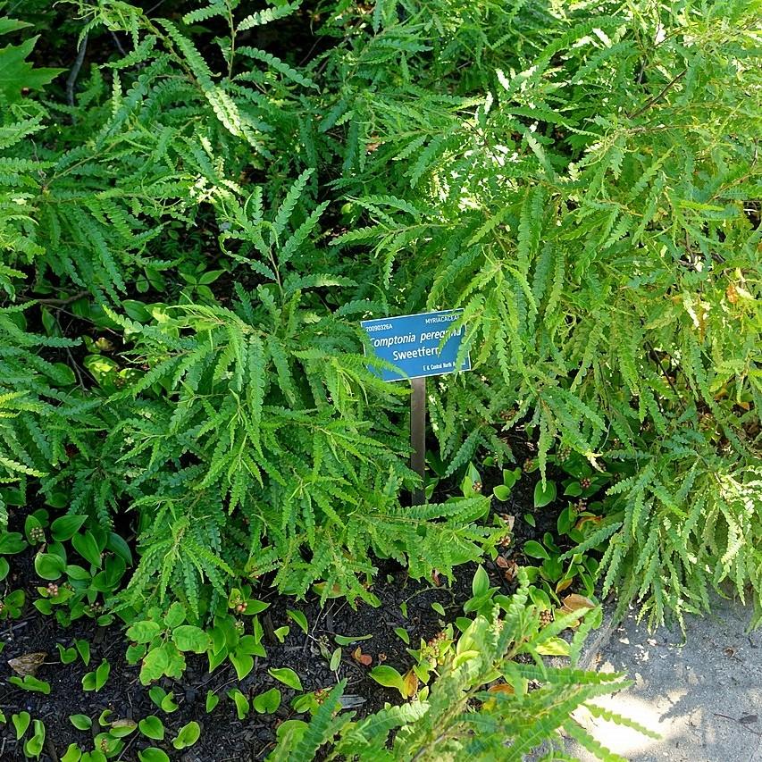 Sweet Fern