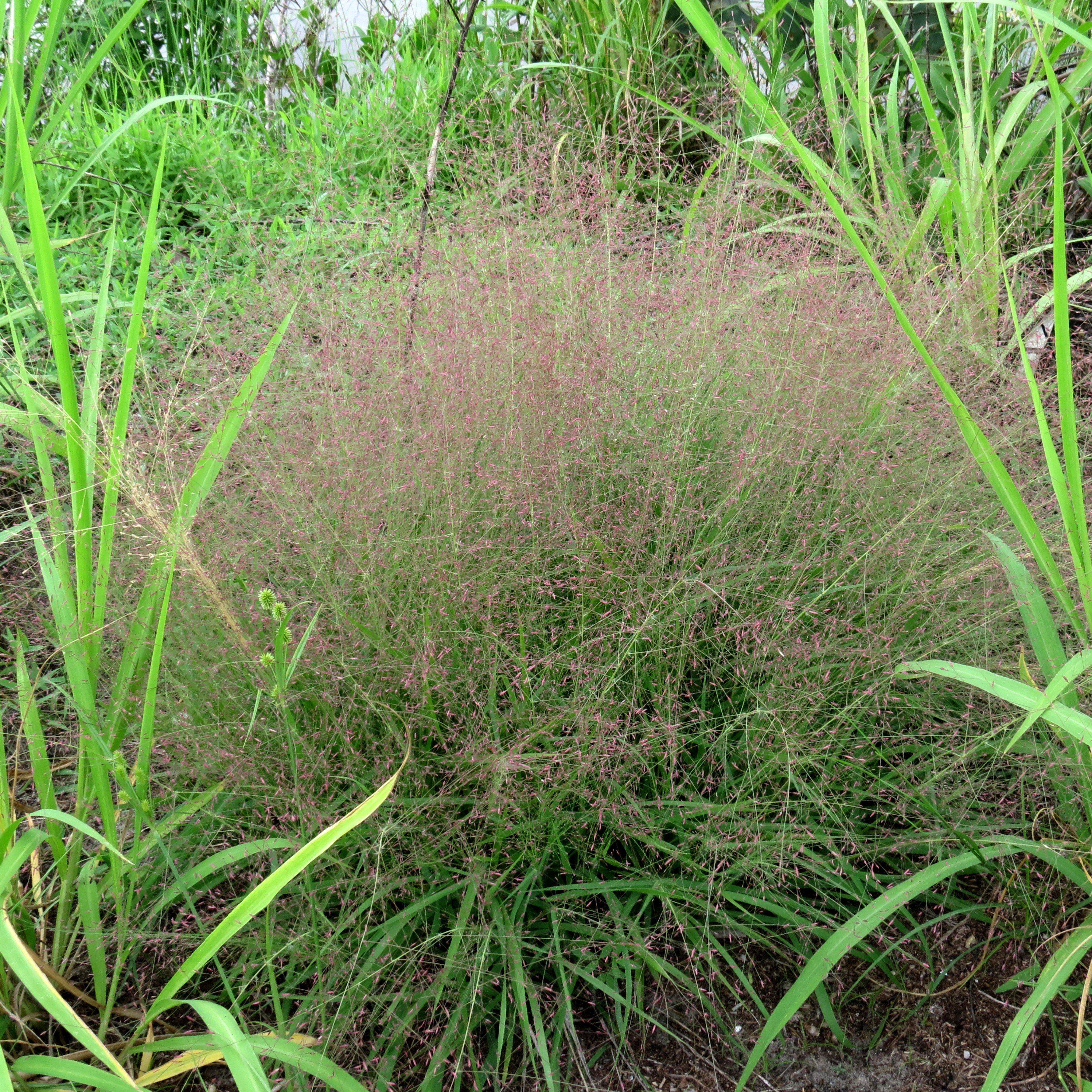 Purple Lovegrass