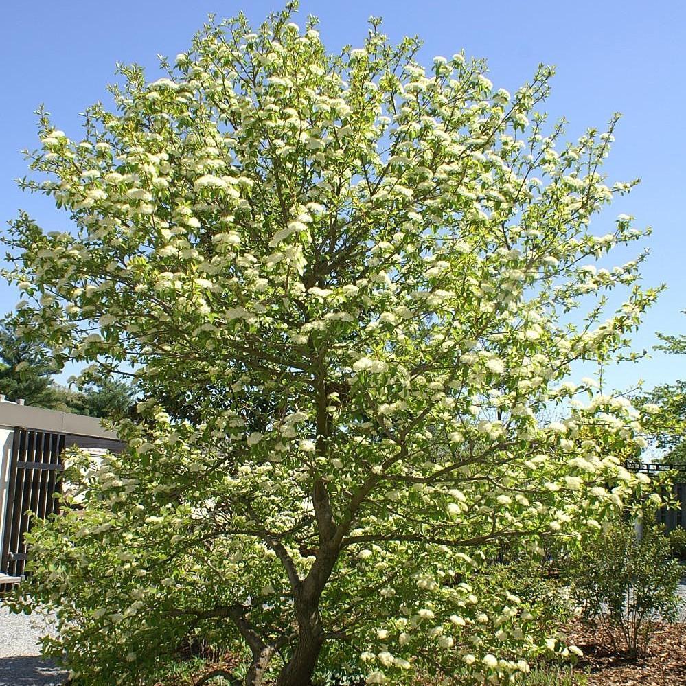 Blackhaw Viburnum