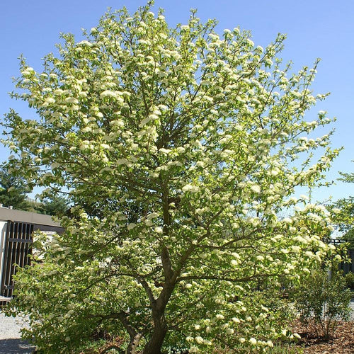 Blackhaw Viburnum