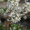 Shadblow Serviceberry