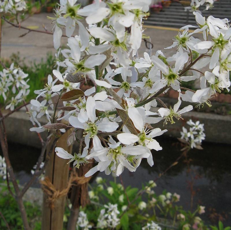 Shadblow Serviceberry