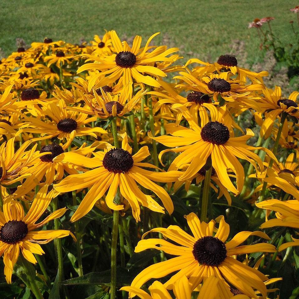 Black-Eyed Susan
