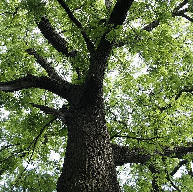 Black Walnut