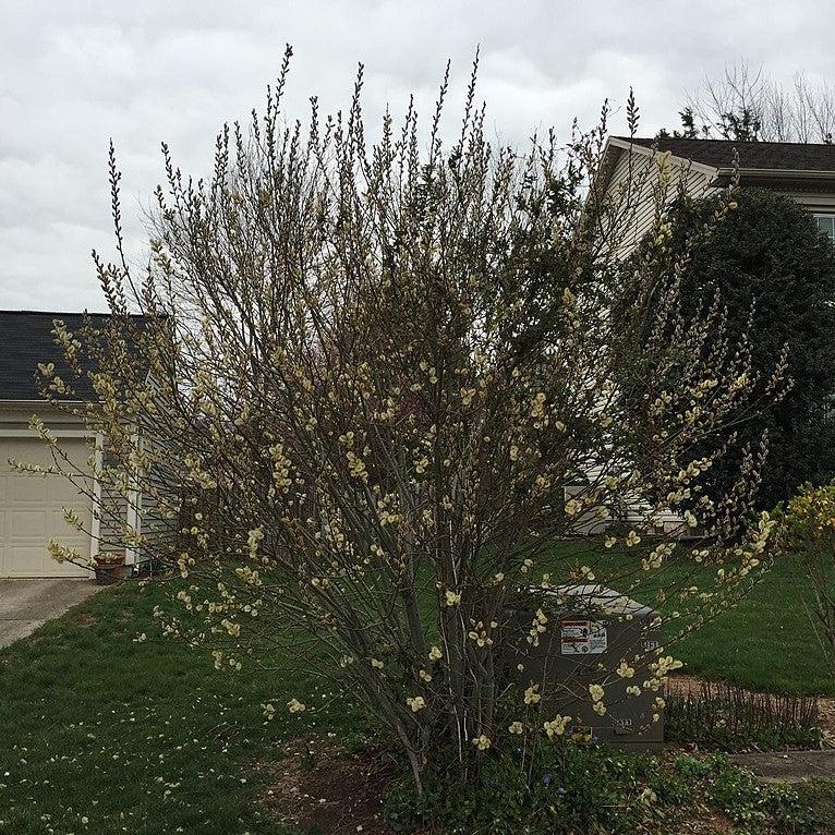 Pussy Willow
