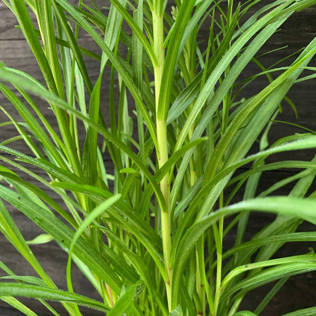 Marsh Blazing Star, Gayfeather