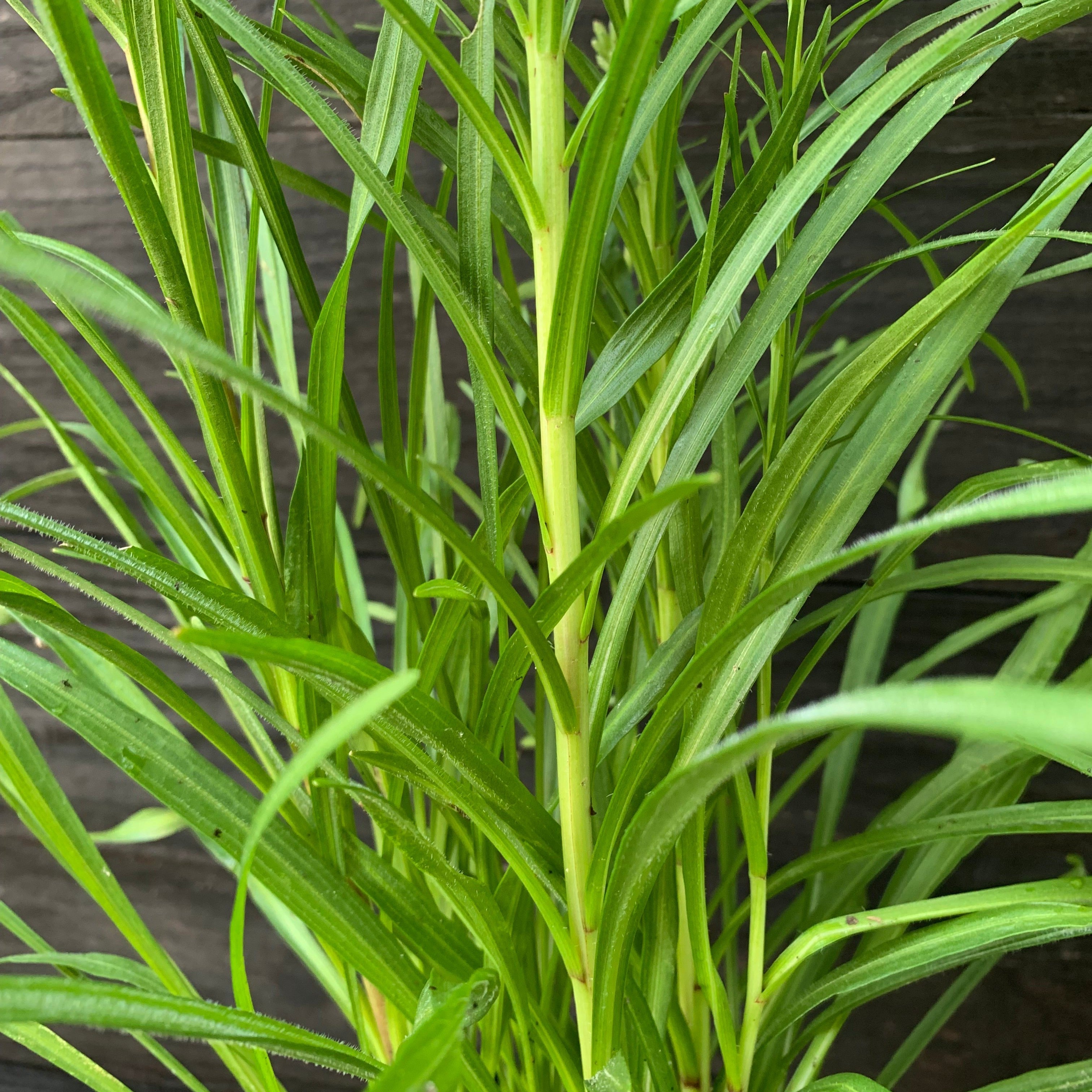 Marsh Blazing Star, Gayfeather