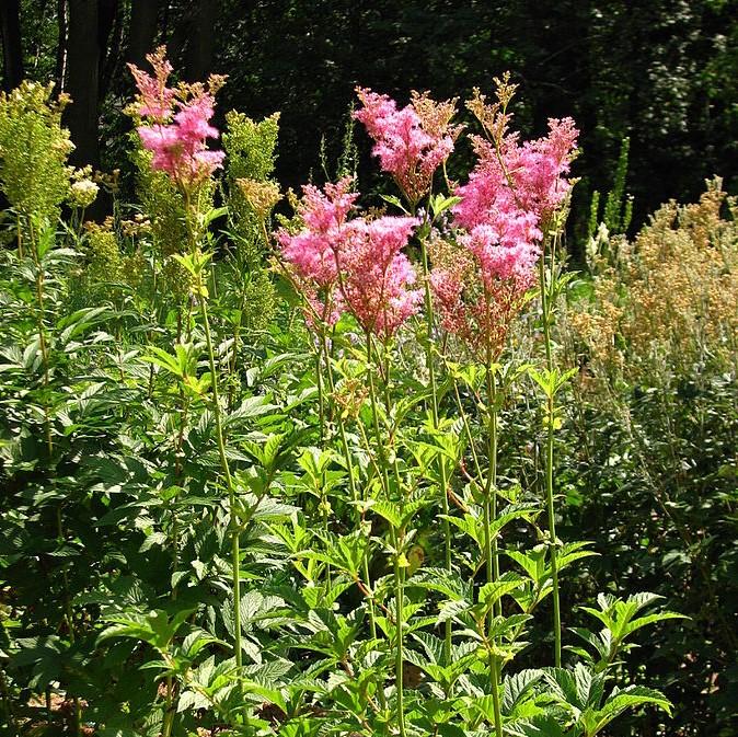 Venusta Queen of the Prairie