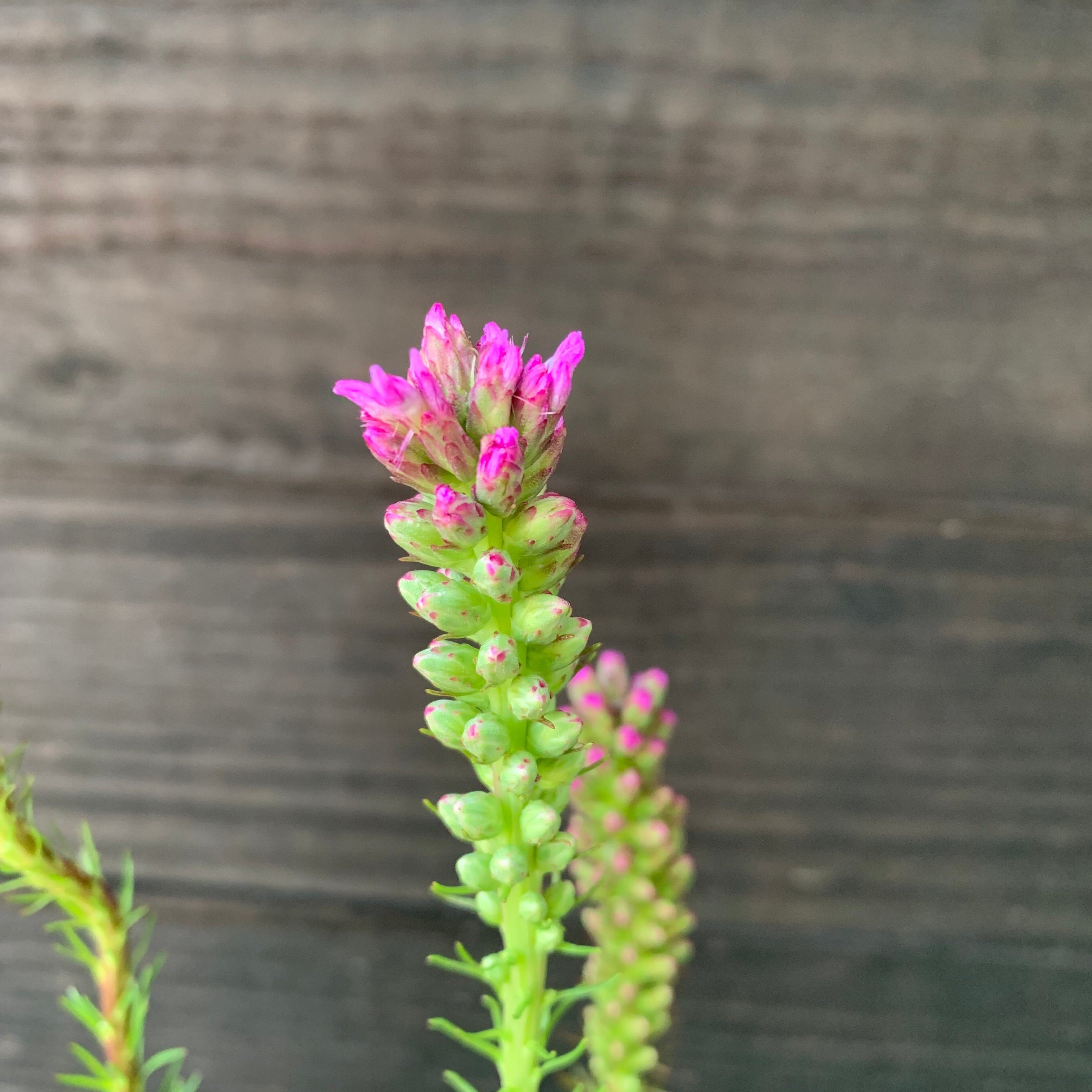 Marsh Blazing Star, Gayfeather