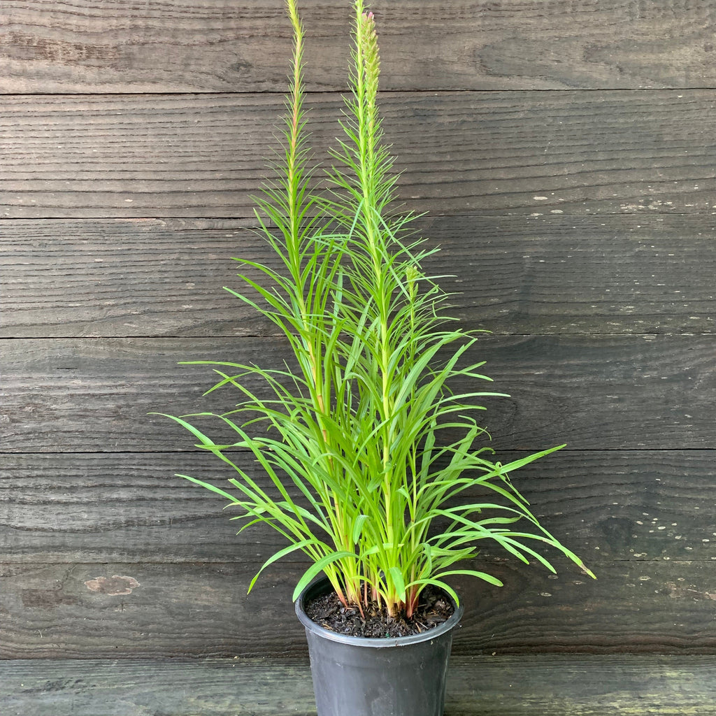 Marsh Blazing Star, Gayfeather