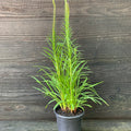 Marsh Blazing Star, Gayfeather