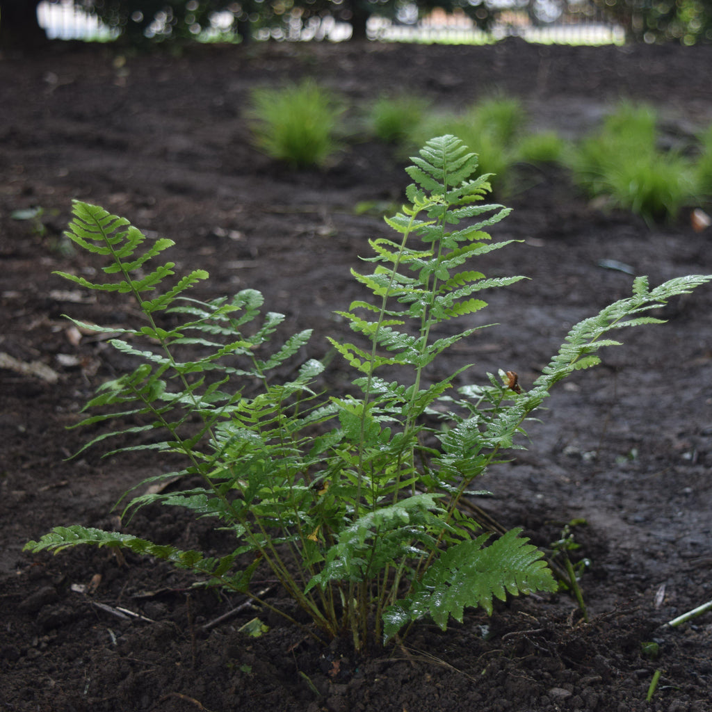 Eastern Wood Fern, Leatherwood Fern