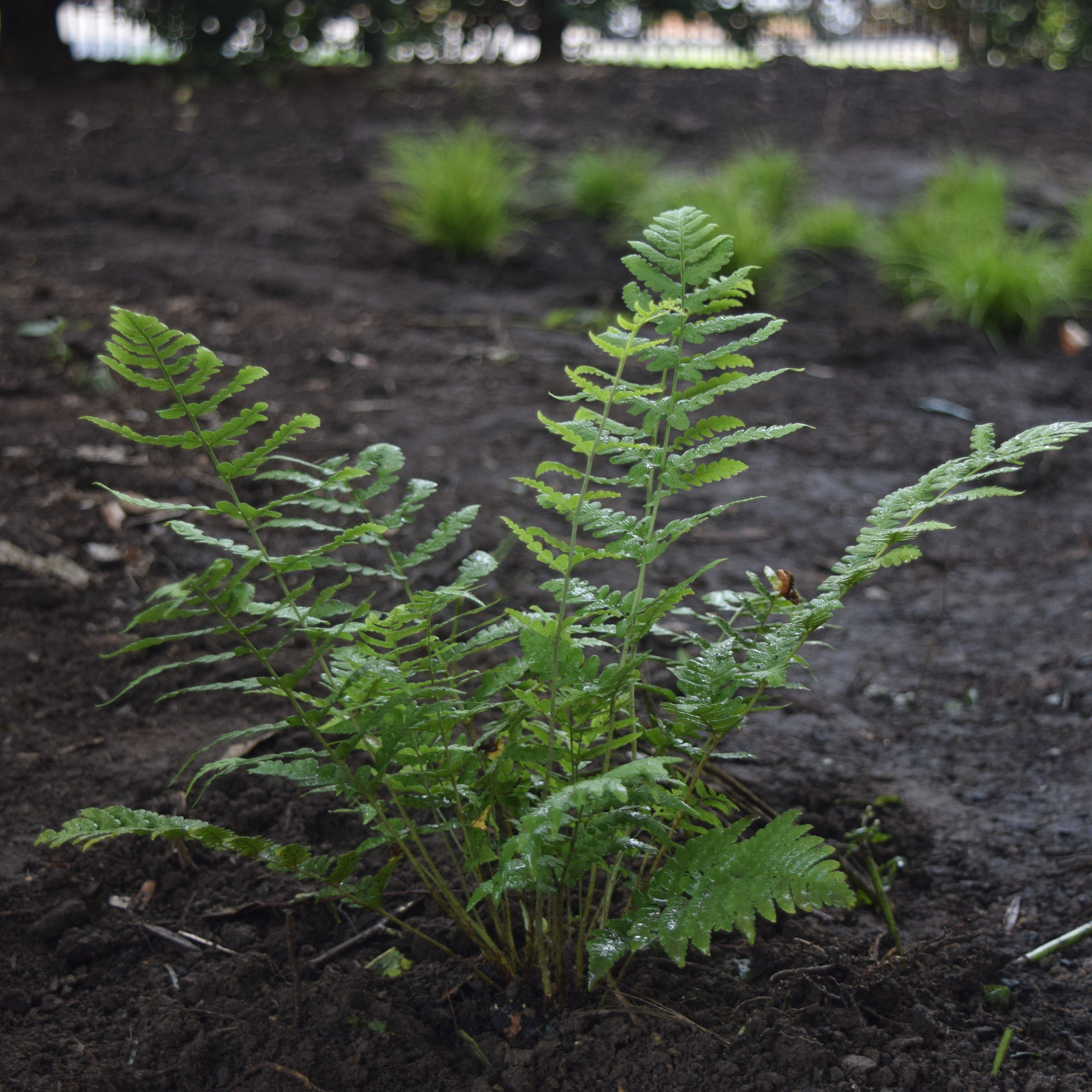 Eastern Wood Fern, Leatherwood Fern