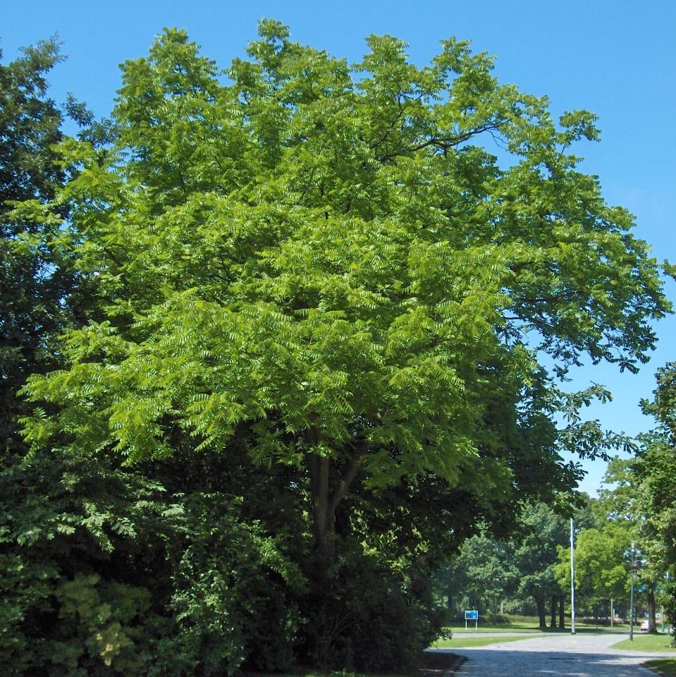 Black Walnut