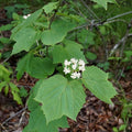 Mapleleaf Viburnum