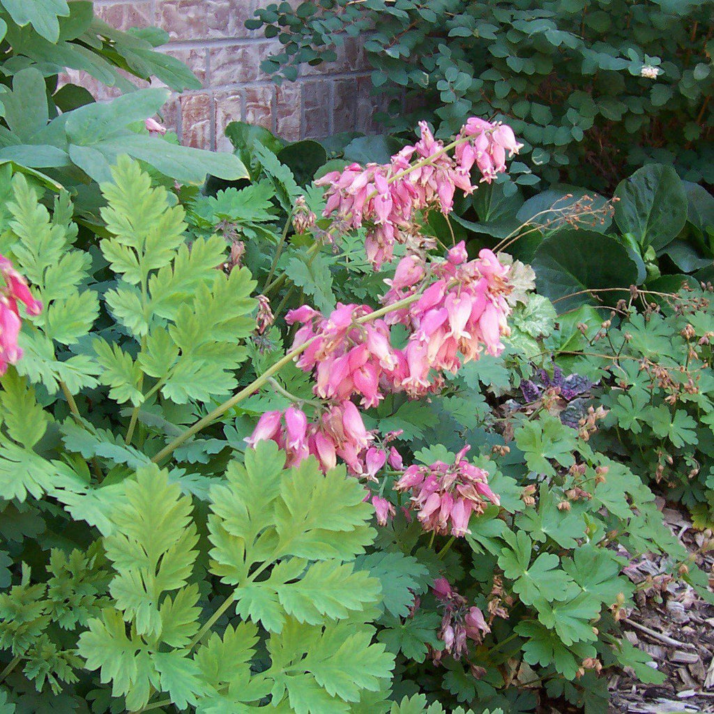 Fern-Leaf Bleeding Heart