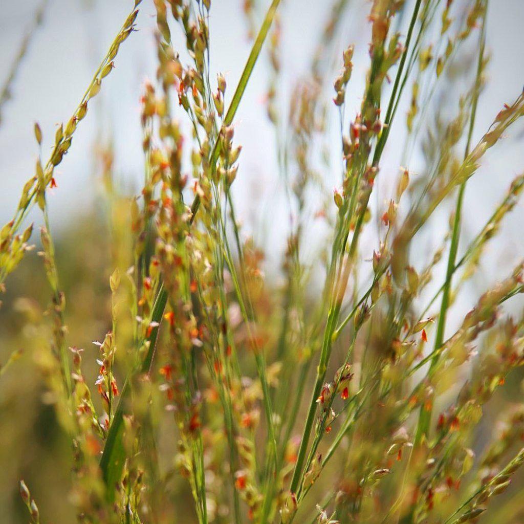 Northwind Switch Grass