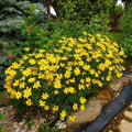 Threadleaf Coreopsis