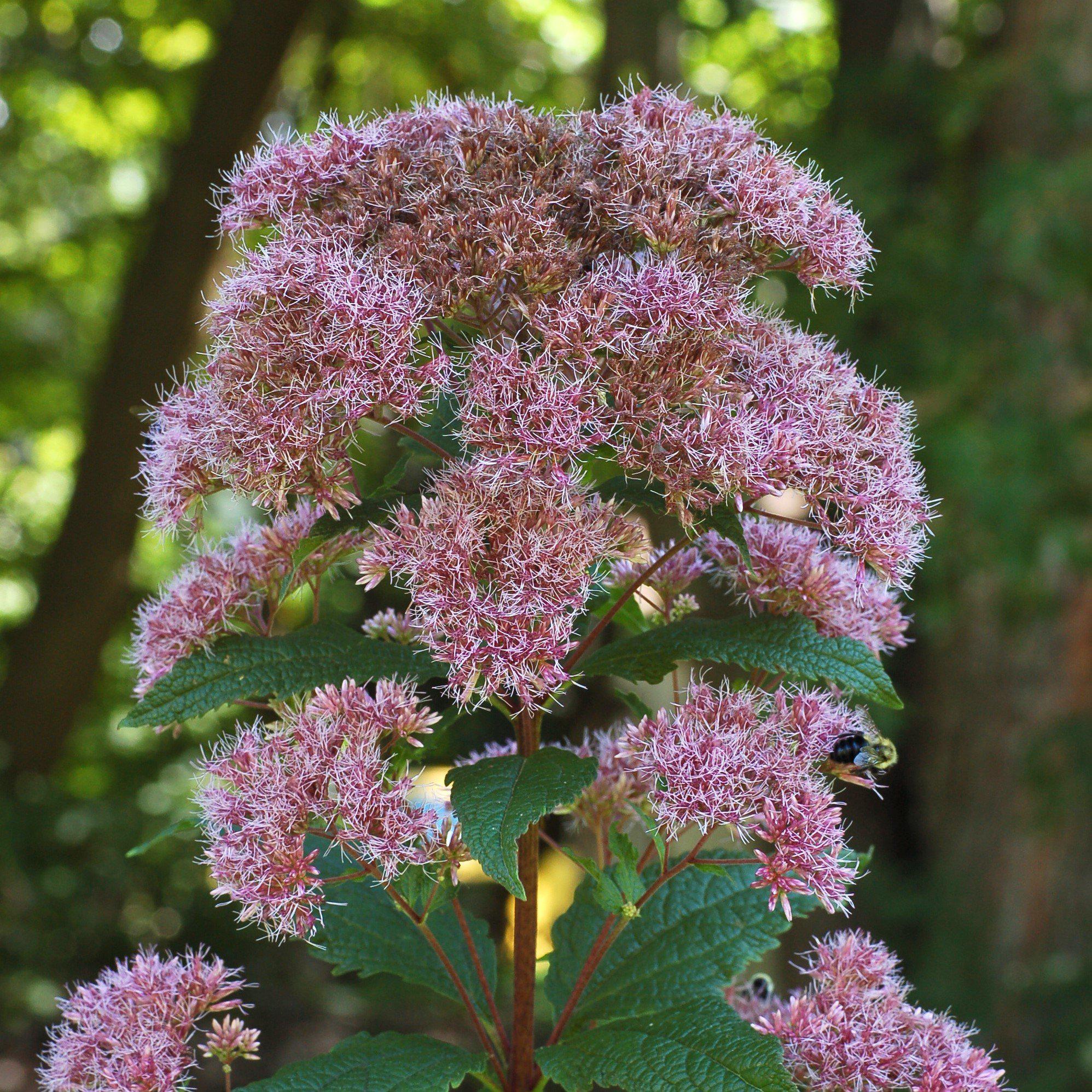 Little Joe Coastal Pye Weed