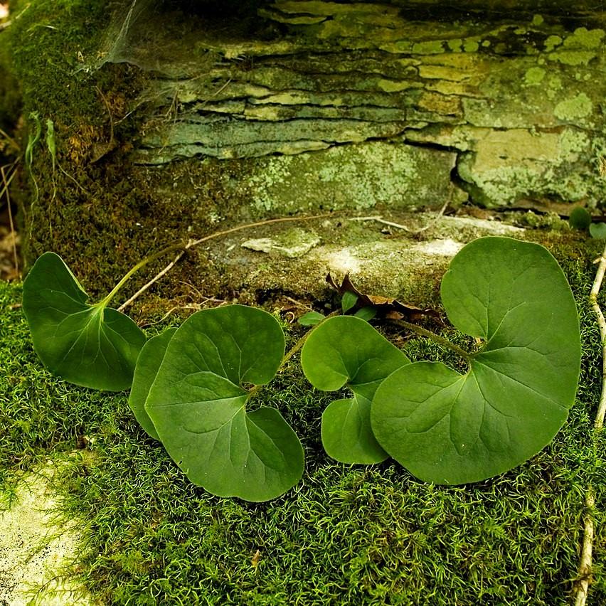 Wild Ginger