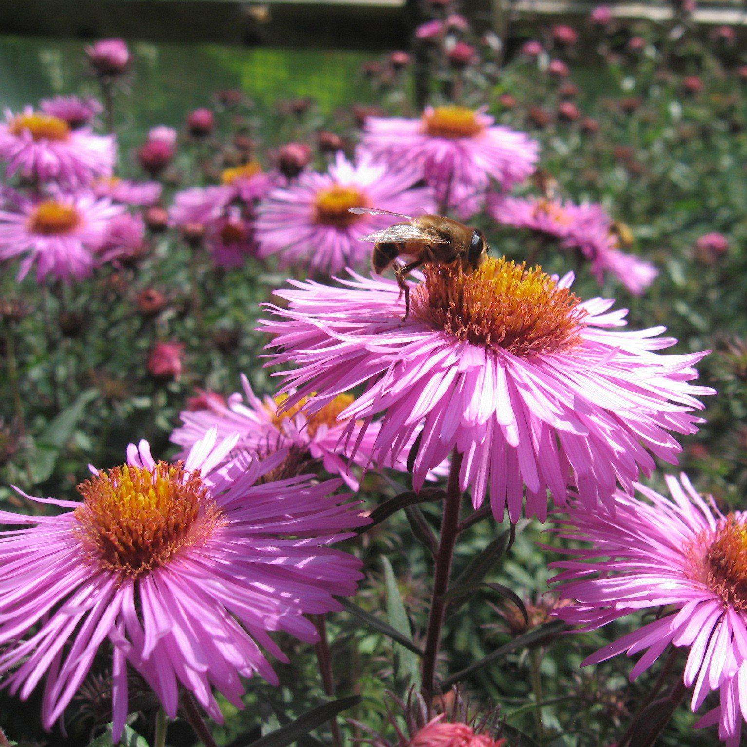 New England Aster