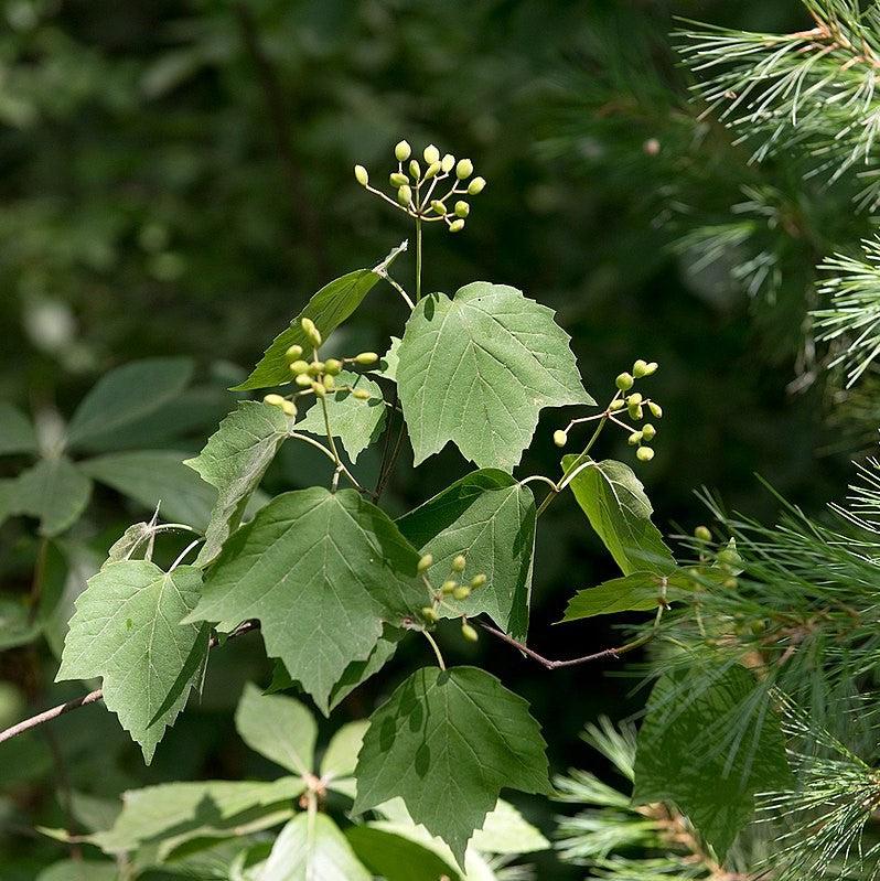 Mapleleaf Viburnum