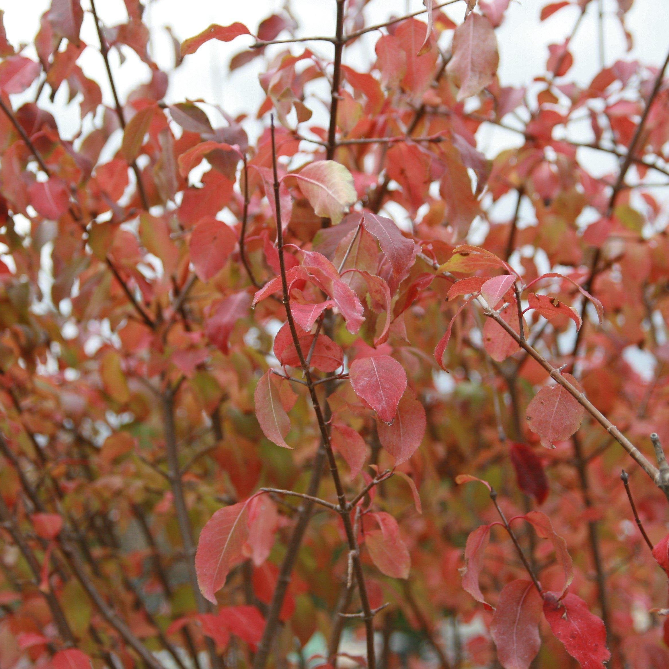 Blackhaw Viburnum